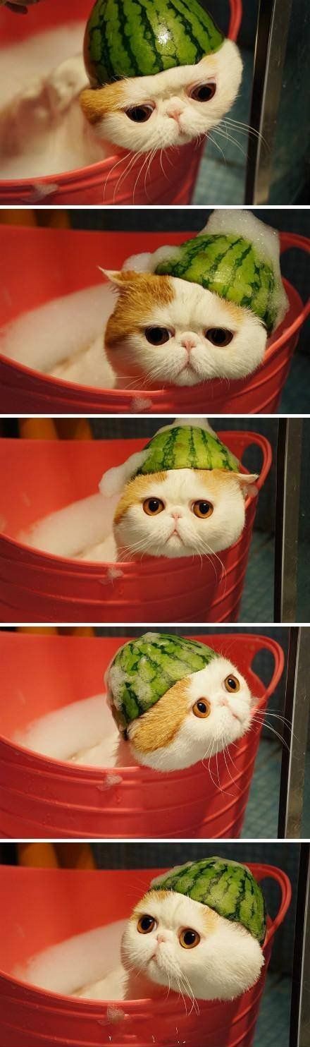 瓜皮帽在消夏